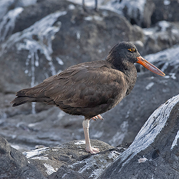 Blackish Oystercatcher