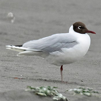 Brown-hooded Gull