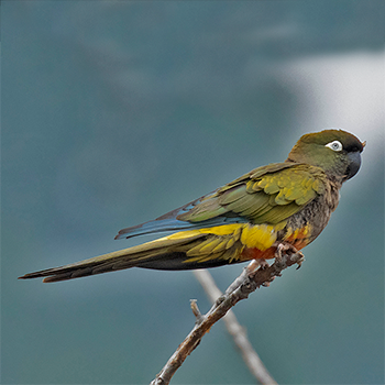 Burrowing Parrot