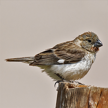 Chestnut-throated Seedeater
