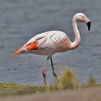 Chilean Flamingo