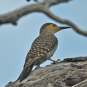 Chilean Flicker