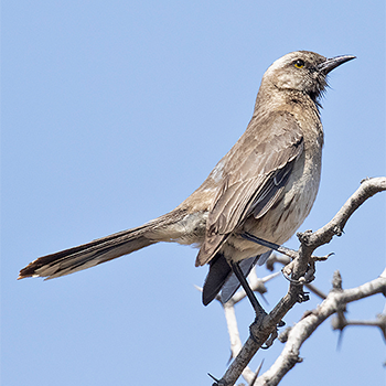 Chilean Mockingbird