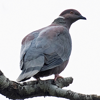Chilean Pigeon