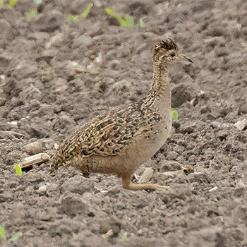 Chilean Tinamou