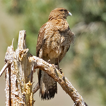 Chimango Caracara