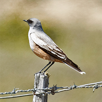 Chocolate-vented Tyrant