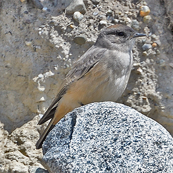 Cinnamon-bellied Ground-tyrant