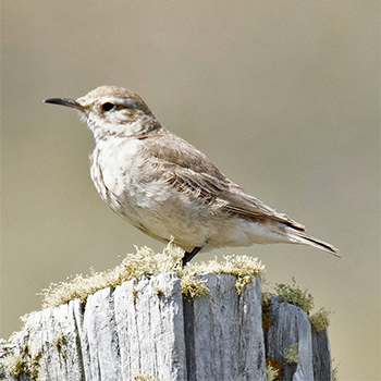Common Miner