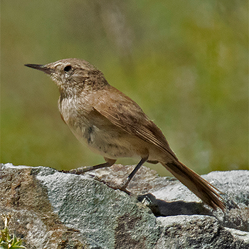 Cordilleran Canastero