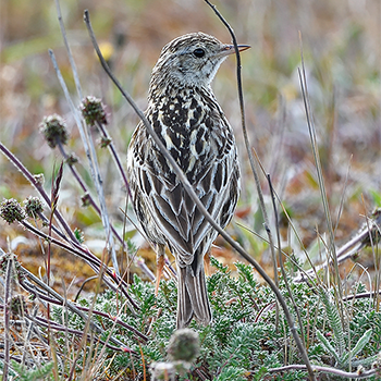 Correndera Pipit