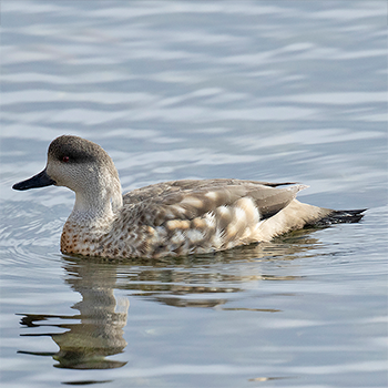 Crested Duck