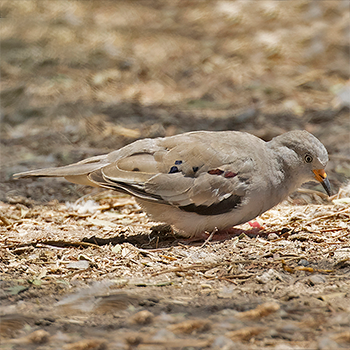 Croaking Ground Dove