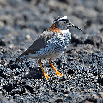 Diademed Sandpiper-plover