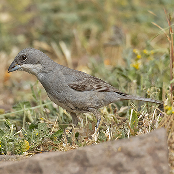 Diuca Finch