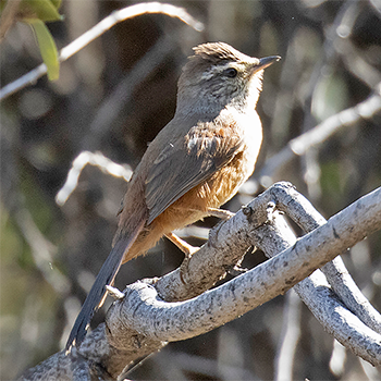 Dusky-tailed Canastero