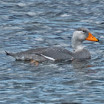 Flightless Steamer-duck