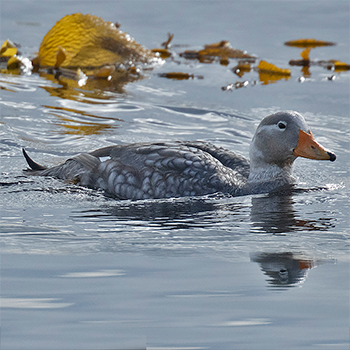 Flying Steamer-duck