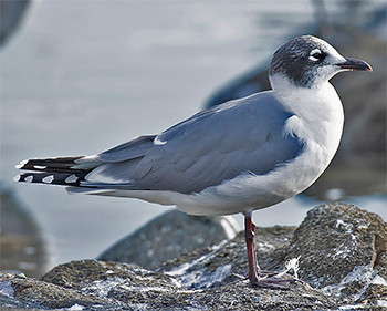 Franklin's Gull