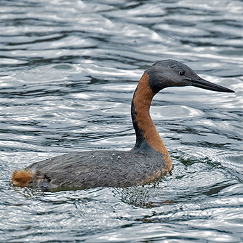 Great Grebe