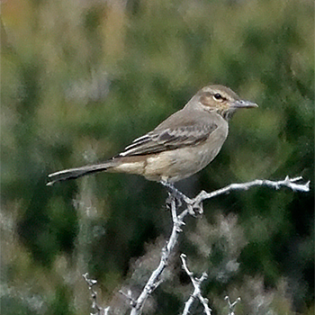 Grey-bellied Shrike-tyrant