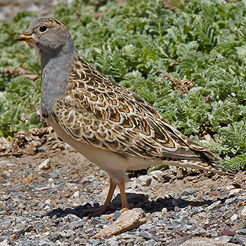 Grey-breasted Seedsnipe