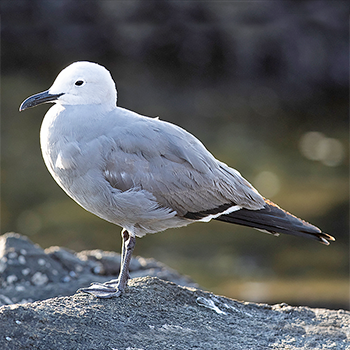 Grey Gull