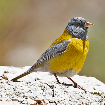Grey-hooded Sierra Finch