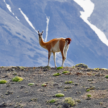 Guanaco