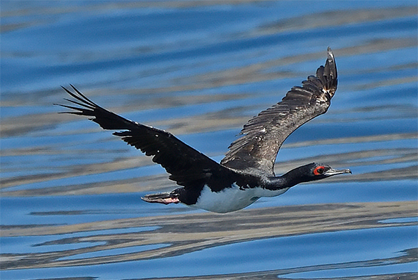 Guanay Cormorant