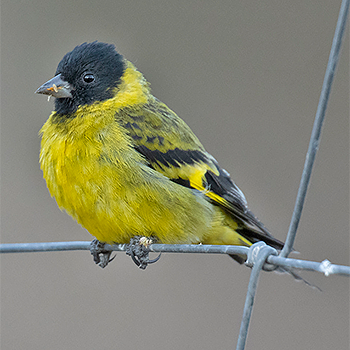 Hooded Siskin