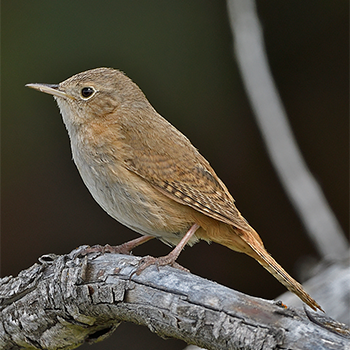 House Wren (<em>chilensis</em>)
