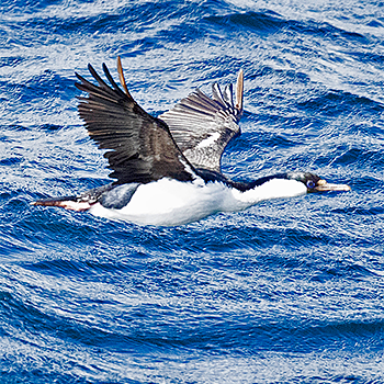 Imperial Cormorant