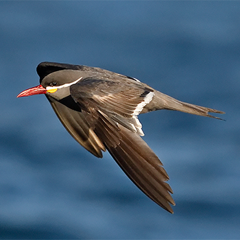 Inca Tern
