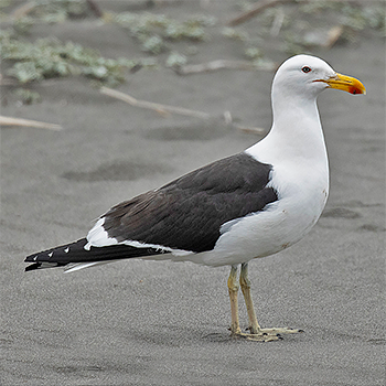 Kelp Gull