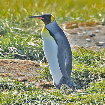 King Penguin