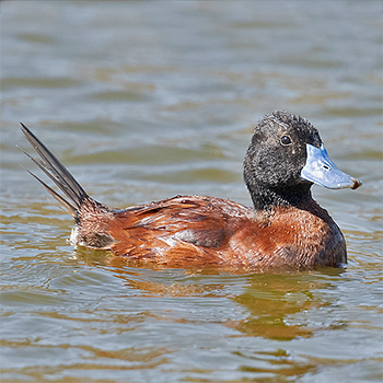 Lake Duck