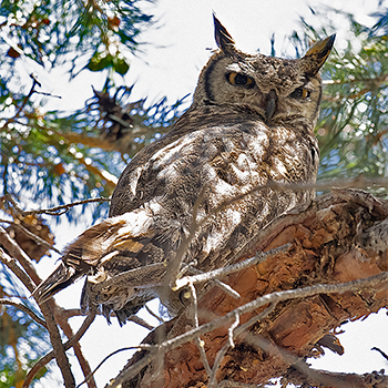 Lesser Horned Owl