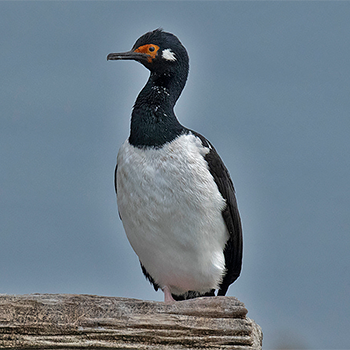 Magellanic Cormorant
