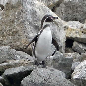 Magellanic Penguin