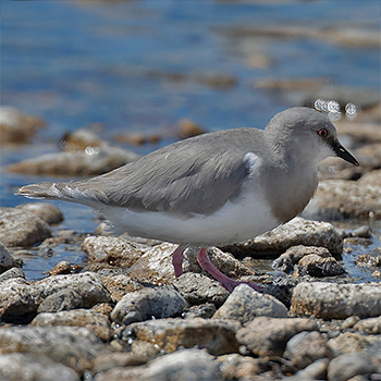 Magellanic Plover