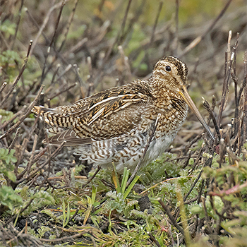 Magellanic Snipe