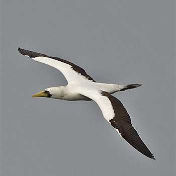 Masked Booby