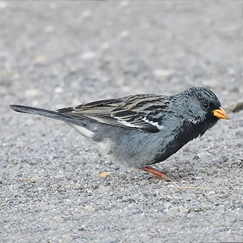 Mourning Sierra Finch