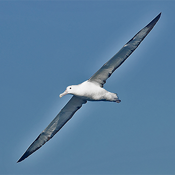 Northern Royal Albatross