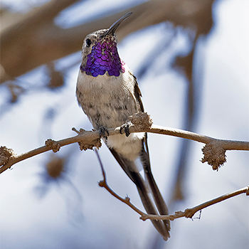Oasis Hummingbird