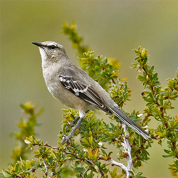 Patagonian Mockingbird
