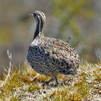 Patagonian Tinamou