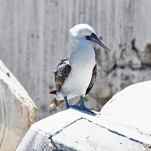 Peruvian Booby