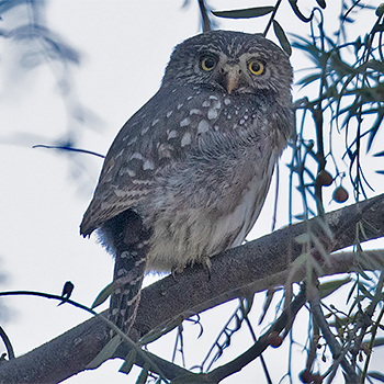 Peruvian Pygmy-owl